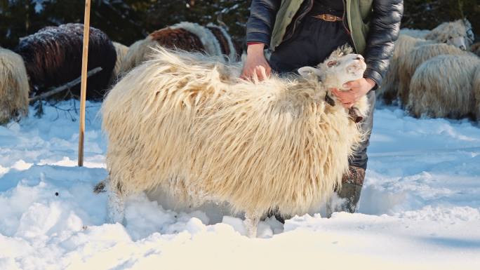 养羊。牧羊人和羊群在积雪覆盖的山地牧场上吃草。传统的畜牧业和牧场农业。