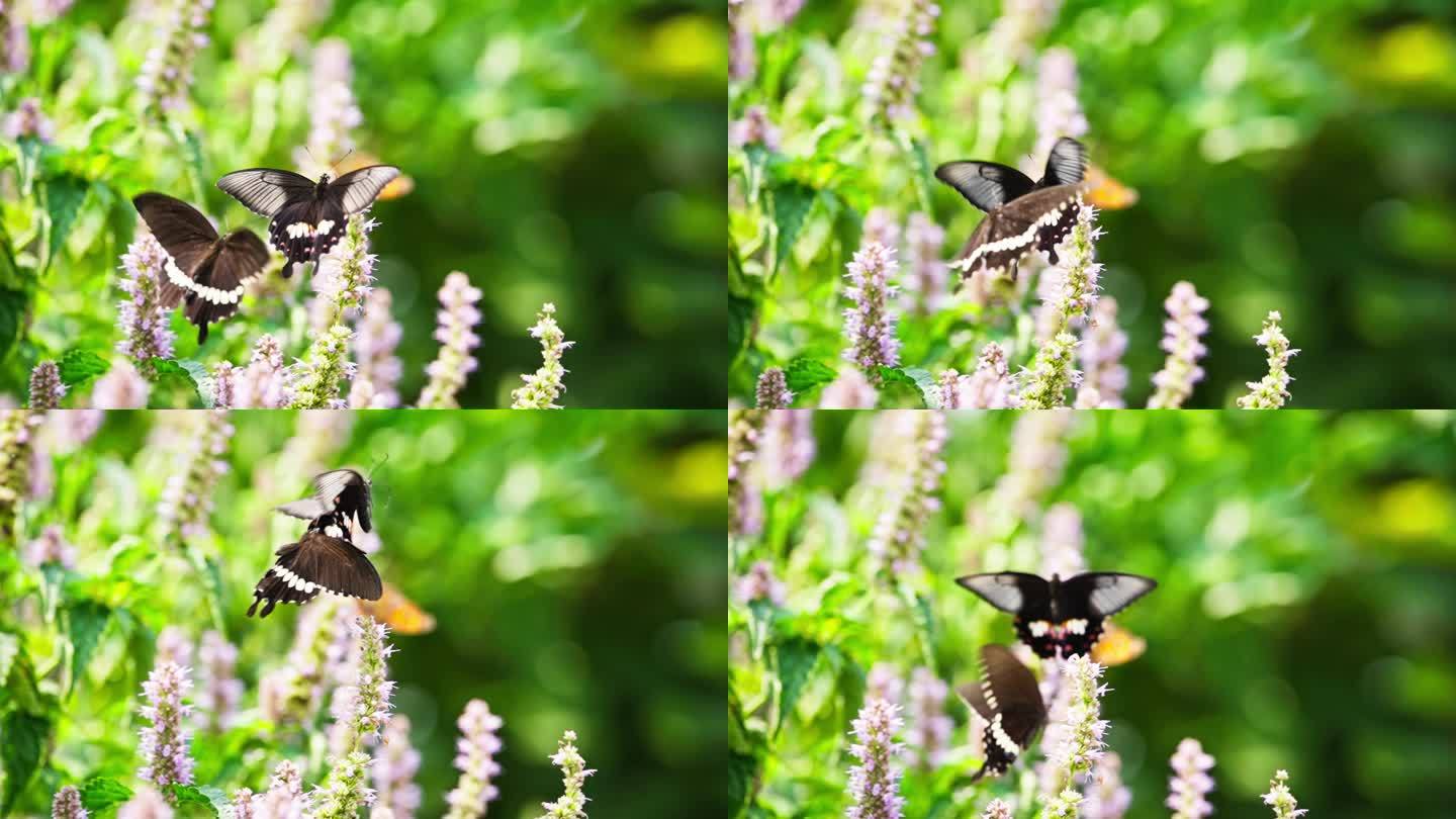 两只黑蝴蝶成双成对飞舞求偶交配慢镜头