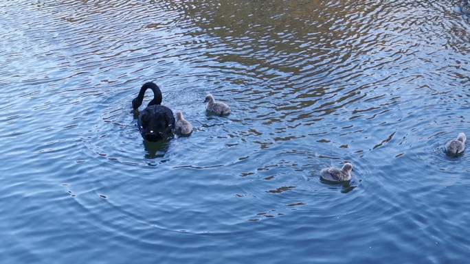 黑天鹅和它们的小天鹅在池塘里游泳的视频