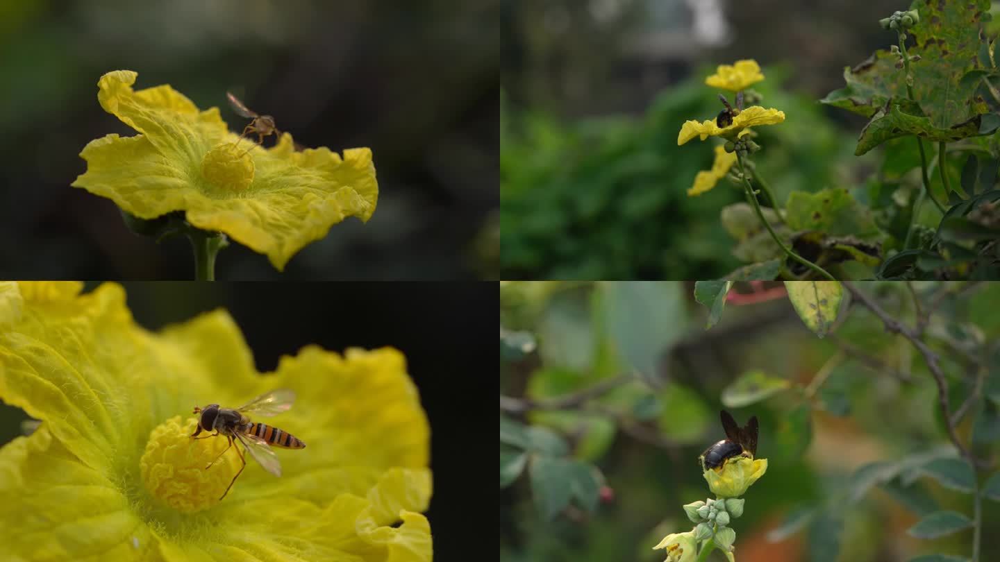 蜜蜂采蜜合集延时摄影4k原创片头片尾