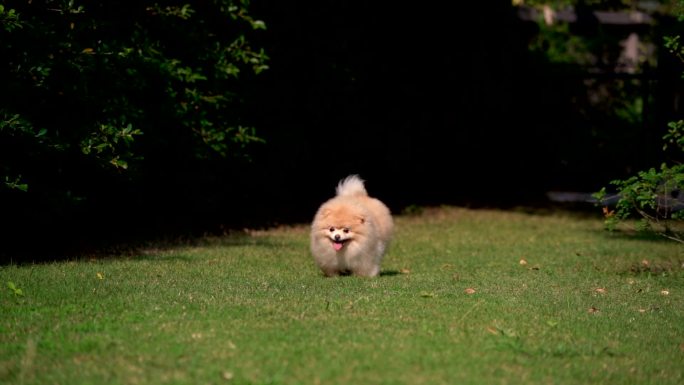 SLO-MO毛茸茸的波美拉尼亚犬快乐地奔跑