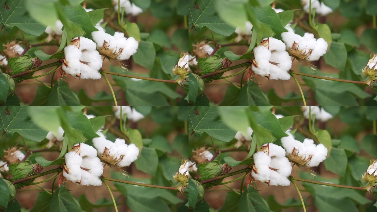 长绒棉棉花桃