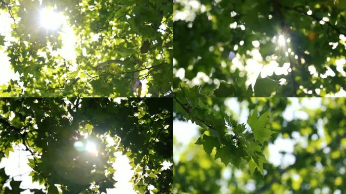 阳光、树叶阳光仰拍枫叶树林树技树荫