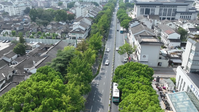 街道 绿树 延迟 行道树 交通