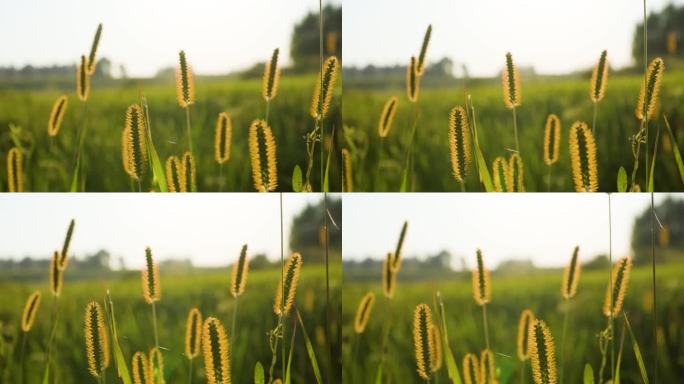 4k逆光狗尾草阳光透过花草温馨特写