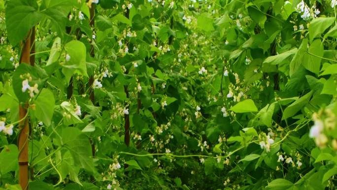 白芸豆原种繁育基地 美容植物提取物 大棚