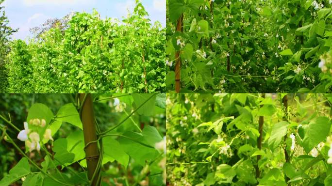 白芸豆原种繁育基地 美容植物提取物 大棚