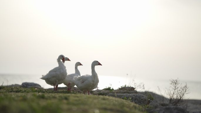 海滩上的白鹅湖边鹅群养鹅农业生态