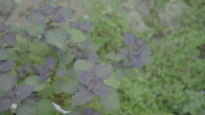 广东农村大山花生紫苏