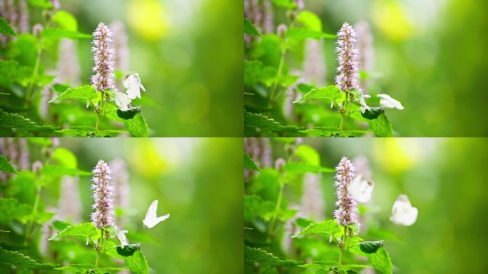 两只白蝴蝶在藿香花上飞舞求偶交配慢镜头