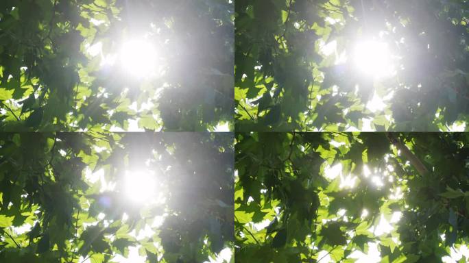 法国梧桐树叶缝中的太阳光