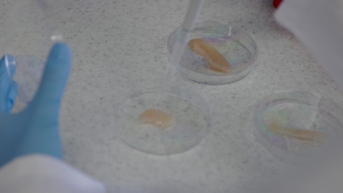 生物技术科学家用移液管在皮氏培养皿中移取实验室培育的肉