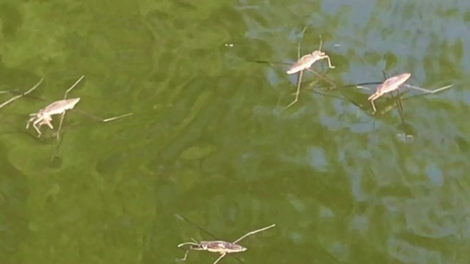 池塘 昆虫 水上漂 水黾