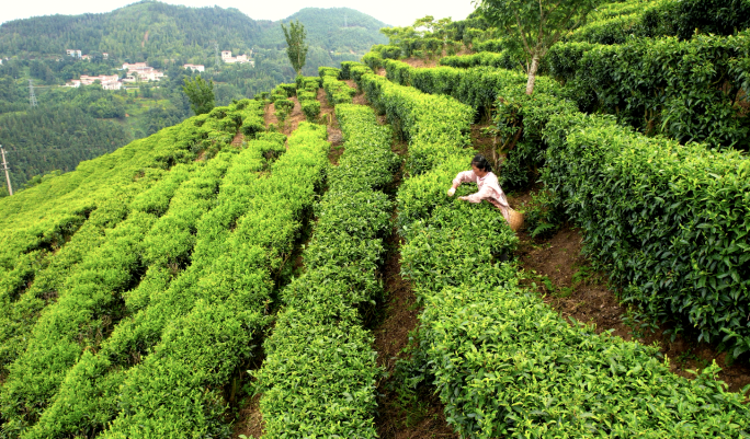 万亩茶山采茶女航拍