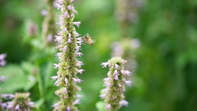 蜜蜂花丛中采蜜飞舞特写升格慢动作