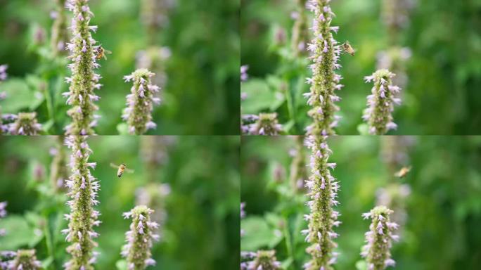 蜜蜂花丛中采蜜飞舞特写升格慢动作