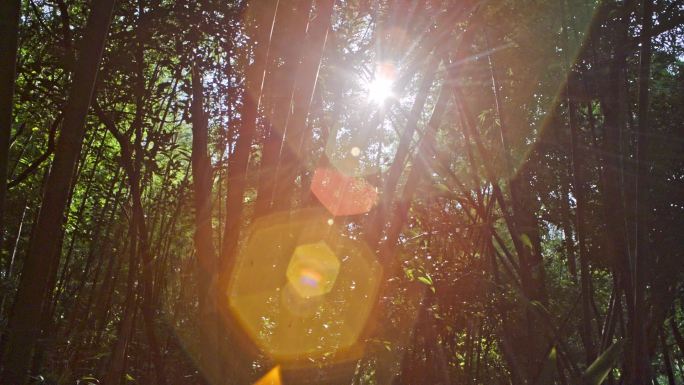 阳光透过竹林树丛