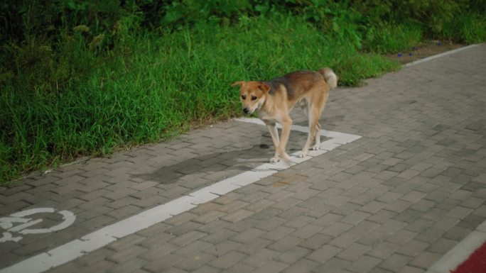 一只狗晚上独自行走慢动作