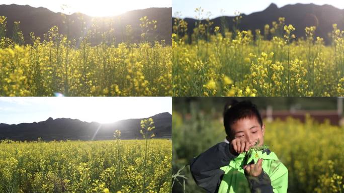 孩子油菜花