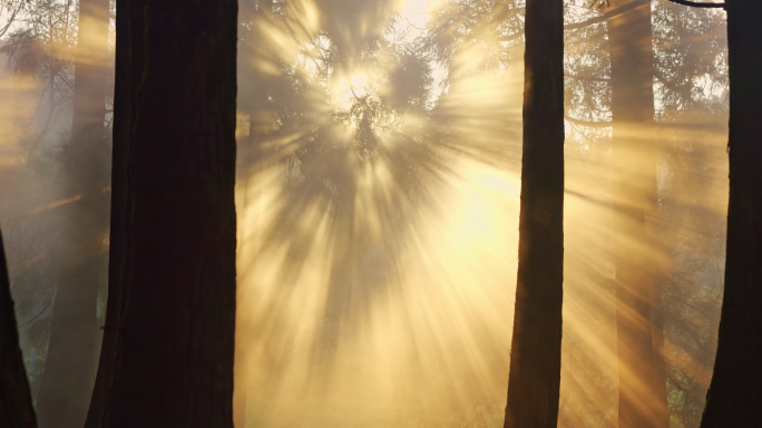 迷雾森林树木阳光金色射线