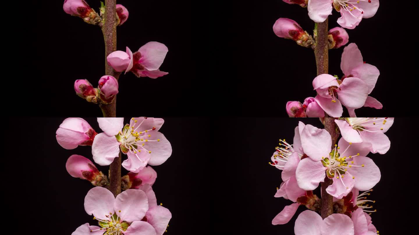 桃花在红色背景下绽放和旋转，采用水平格式延时4k视频。春季桃树开花的视频。