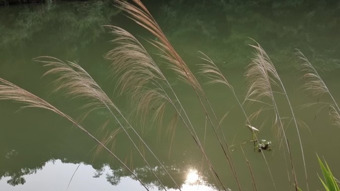 夏风吹拂树叶摇曳阳光照耀温暖空镜夏风吹动