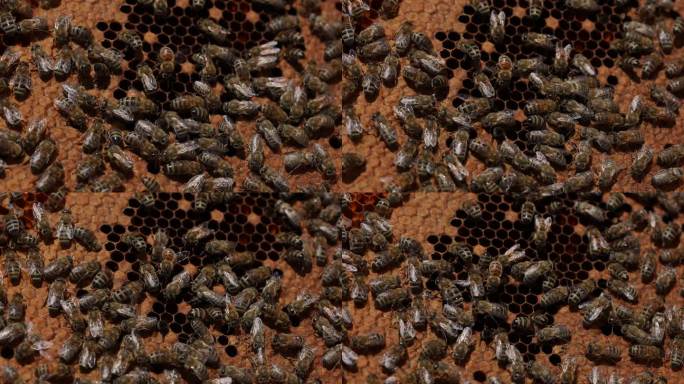 蜂巢上的蜜蜂忙碌的工蜂蜂箱养蜂人