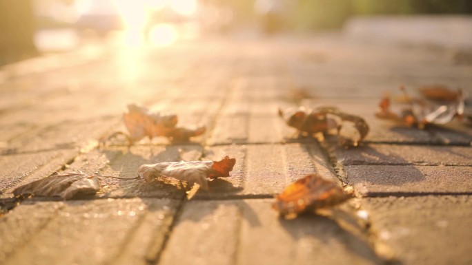 秋天立秋梧桐树叶落叶飘落阳光下的落叶