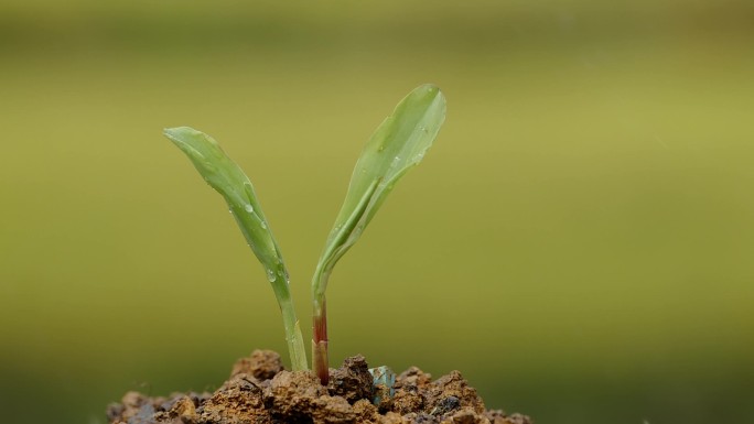高清升格拍摄植物种子生根发芽