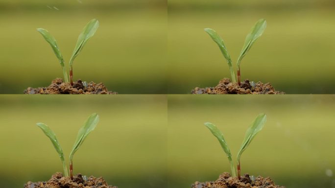 高清升格拍摄植物种子生根发芽