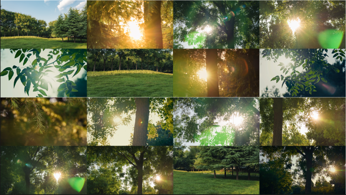 【4K】森林日出日落光影变化合集（实拍）