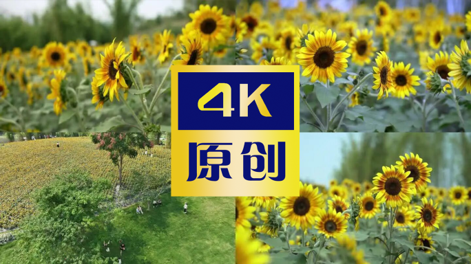 4k向日葵视频素材