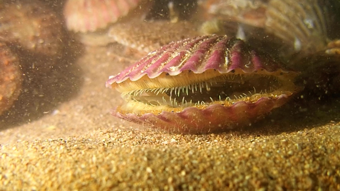 深海扇贝