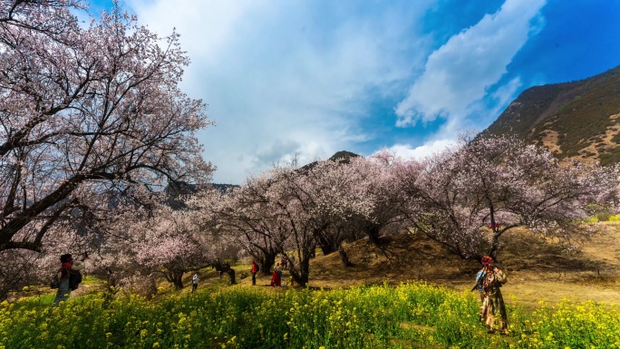 林芝桃花节延时