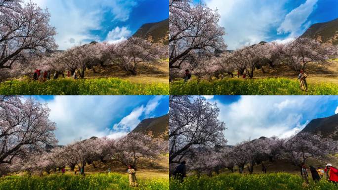 林芝桃花节延时