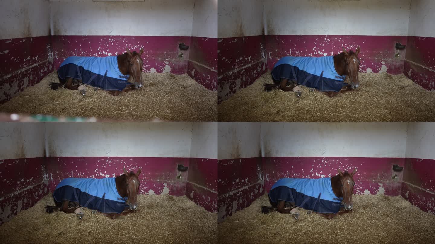 躺在马厩里睡觉的马