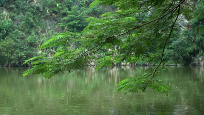 实拍低垂在平静水面上绿色树枝