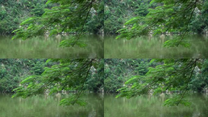 实拍低垂在平静水面上绿色树枝
