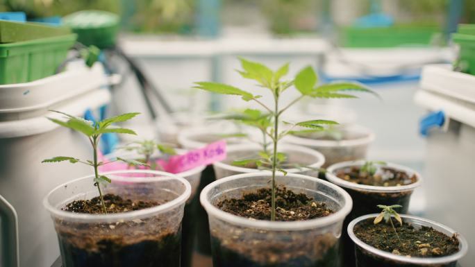 大麻植物在灯光下的温室里生长