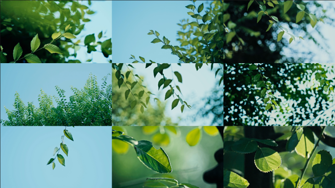 【4K】自然绿色唯美空镜头合集