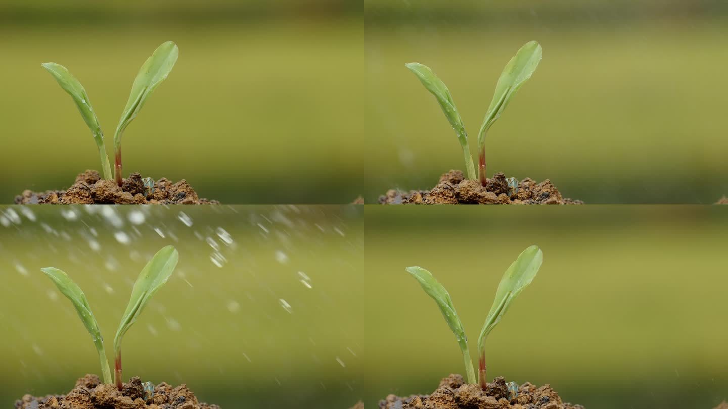 升格拍摄植物种子生根发芽