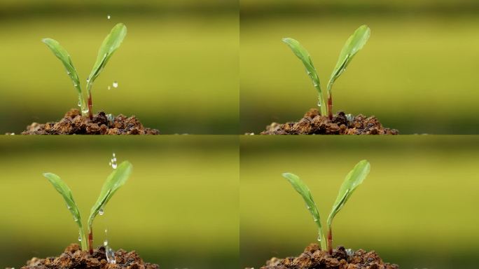 4k升格实拍水滴植物种子生根发芽 5