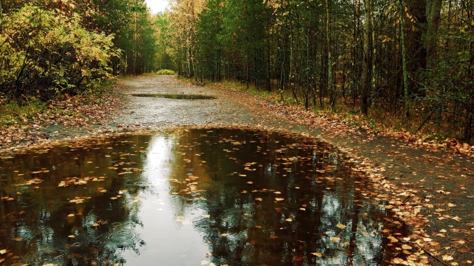 在初秋，一场小雨落在森林的树叶和小路上。