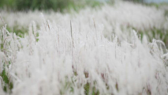 野外白色的芦苇花在风中飘舞芦苇