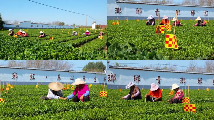 北方茶园 茶农采茶 海青绿茶 日照绿茶