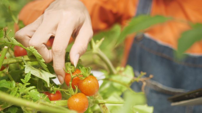一位女农民在格林豪斯的树枝上采摘西红柿，种植西红柿蔬菜。