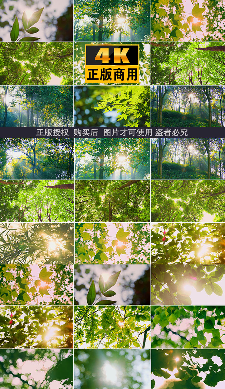 树叶阳光逆光光晕光斑夏日森林光影光斑自然