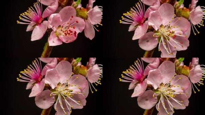 桃花在黑色背景下绽放，采用水平格式延时4k视频。春季桃树开花的视频。