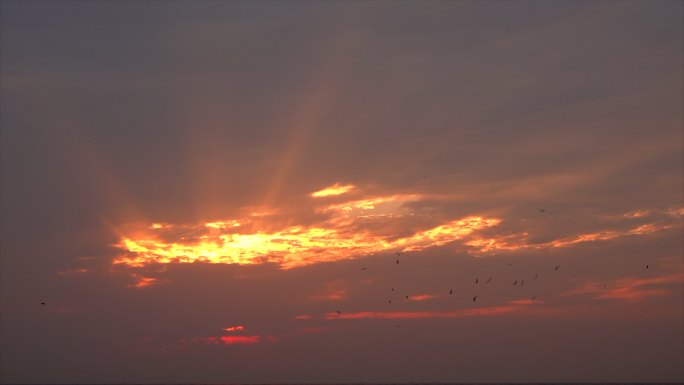 一群海鸟在霞光中自由飞翔