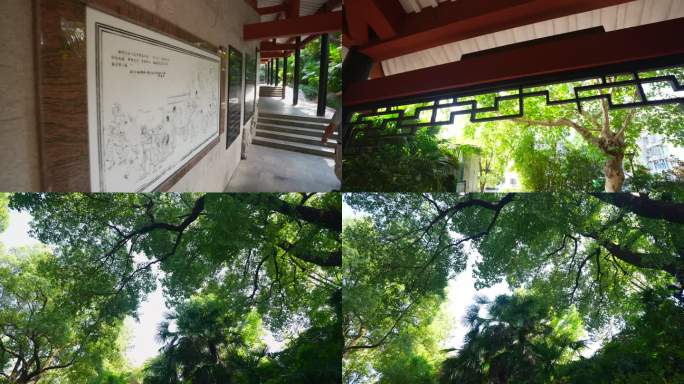 4K长沙白沙古井公园千年古树移动升格空镜